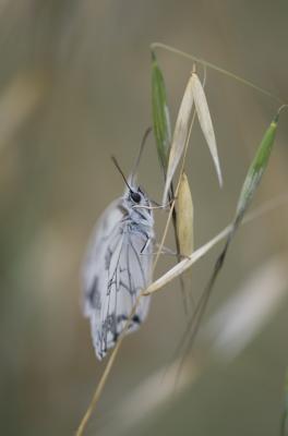 Echiquier ibérique (L'), Échiquier d'Ibérie (L') Melanargia lachesis (Hübner, 1790)