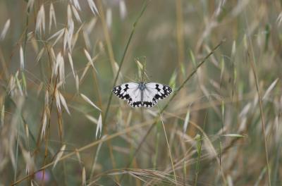 Echiquier ibérique (L'), Échiquier d'Ibérie (L') Melanargia lachesis (Hübner, 1790)