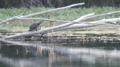 Tortue de Floride Trachemys scripta elegans (Wied, 1839)