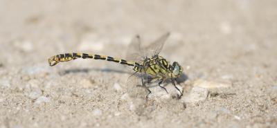 Gomphe à forceps (Le), Gomphe à pinces (Le) Onychogomphus forcipatus (Linnaeus, 1758)