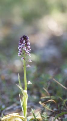 Orchis brûlé Neotinea ustulata (L.) R.M.Bateman, Pridgeon & M.W.Chase, 1997