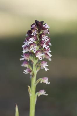 Orchis brûlé Neotinea ustulata (L.) R.M.Bateman, Pridgeon & M.W.Chase, 1997