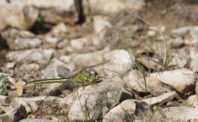 Gomphe joli (Le) Gomphus pulchellus Selys, 1840