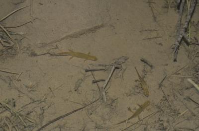 Triton palmé Lissotriton helveticus (Razoumowsky, 1789)