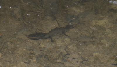 Triton crêté Triturus cristatus (Laurenti, 1768)