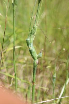  Phanacis hypochoeridis (Kieffer, 1887)