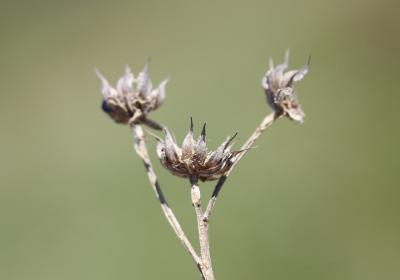 Lin campanulé Linum campanulatum L., 1753