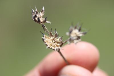 Lin campanulé Linum campanulatum L., 1753