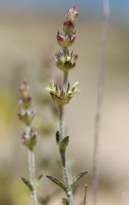 Crapaudine faux Scordium Sideritis fruticulosa Pourr., 1788