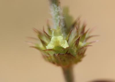 Crapaudine faux Scordium Sideritis fruticulosa Pourr., 1788