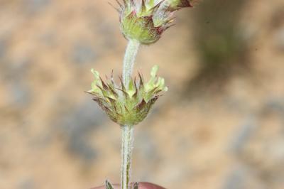 Crapaudine faux Scordium Sideritis fruticulosa Pourr., 1788