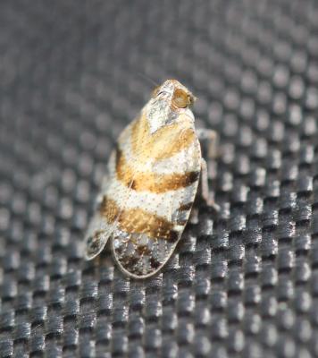  Tachycixius venustulus (Germar, 1830)