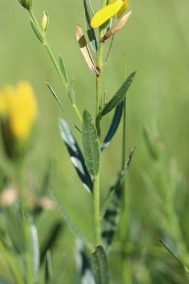Genêt des teinturiers, Petit Genêt Genista tinctoria L., 1753