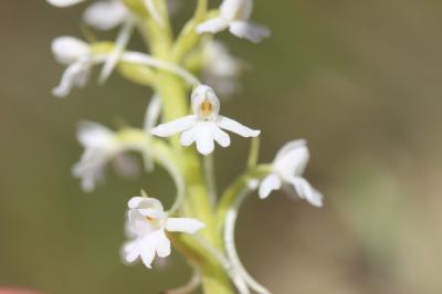 Gymnadénie moucheron, Orchis moucheron, Orchis mou Gymnadenia conopsea (L.) R.Br., 1813