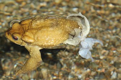 Crapaud épineux (Le) Bufo spinosus Daudin, 1803
