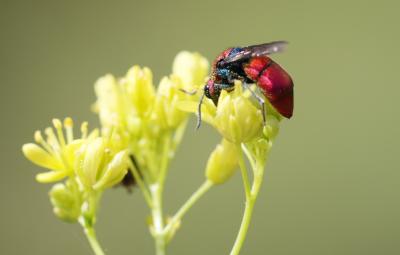  Chrysura cuprea (Rossi, 1790)