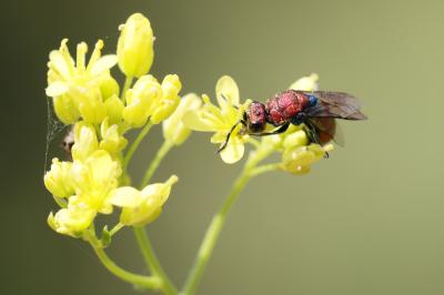  Chrysura cuprea (Rossi, 1790)