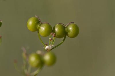 Bifora rayonnante, Sudeur Bifora radians M.Bieb., 1819