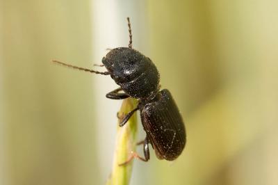 Ditome à bouclier Dixus clypeatus (P. Rossi, 1790)
