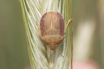  Eurygaster austriaca (Schrank, 1776)