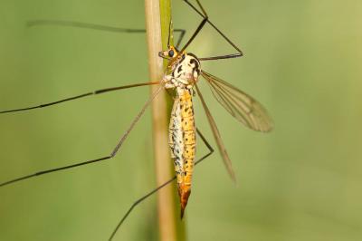  Nephrotoma flavescens (Linnaeus, 1758)