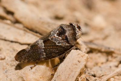  Stegelytra 