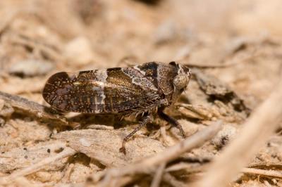 Stegelytra 