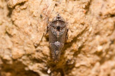  Stegelytra 