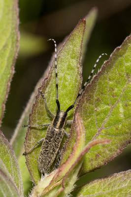  Agapanthia villosoviridescens (De Geer, 1775)