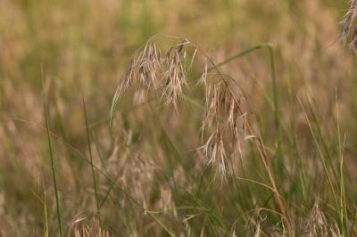 Brome des toits Anisantha tectorum (L.) Nevski, 1934