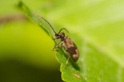  Ptinus italicus Aragona, 1830