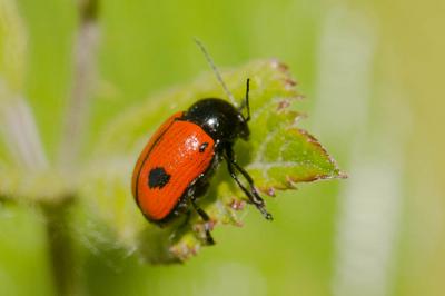  Cryptocephalus bipunctatus (Linnaeus, 1758)