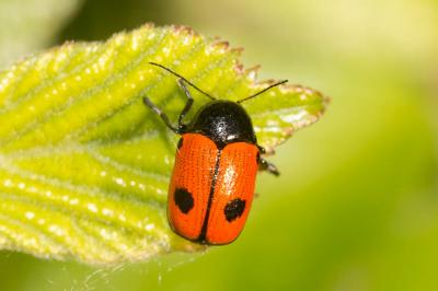  Cryptocephalus bipunctatus (Linnaeus, 1758)