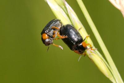  Smaragdina affinis (Illiger, 1794)