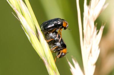  Smaragdina affinis (Illiger, 1794)