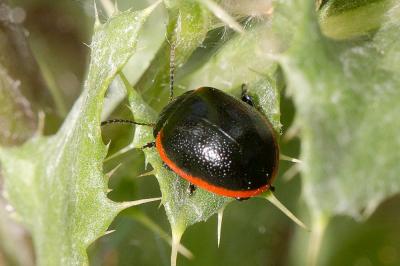 Chrysomèle noire à bordure rouge Chrysolina sanguinolenta (Linnaeus, 1758)