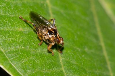 Mouche à chien Hippobosca equina Linnaeus, 1758