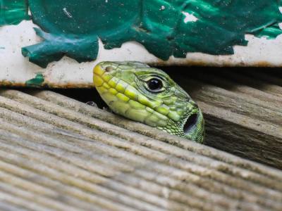 Lézard ocellé Timon lepidus (Daudin, 1802)
