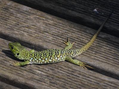 Lézard ocellé Timon lepidus (Daudin, 1802)