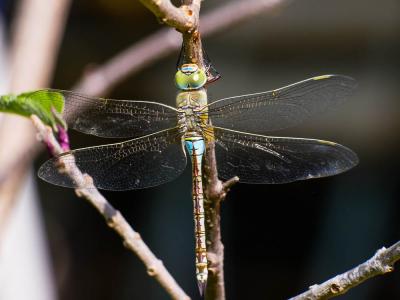 Anax empereur (L') Anax imperator Leach, 1815
