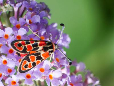 Zygène de la Petite coronille (La) Zygaena fausta (Linnaeus, 1767)
