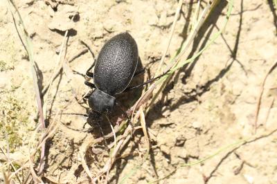 Carabe chagriné Carabus coriaceus Linnaeus, 1758