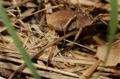  Trogulidae 