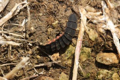 Ver luisant, Lampyre Lampyris noctiluca (Linnaeus, 1758)