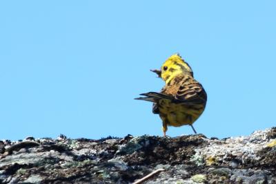 Bruant jaune Emberiza citrinella Linnaeus, 1758