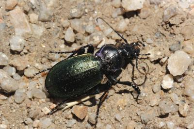 Carabe des bois Carabus nemoralis O.F. Müller, 1764