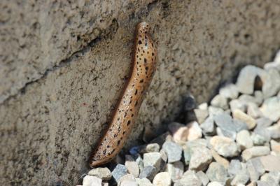 Limace léopard Limax maximus Linnaeus, 1758