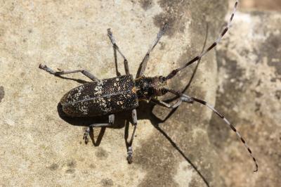 Monochame de Provence Monochamus galloprovincialis (Olivier, 1795)