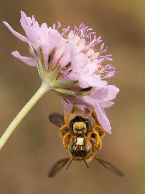  Trachusa integra (Eversmann, 1852)