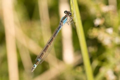 Agrion porte-coupe Enallagma cyathigerum (Charpentier, 1840)